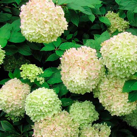  South Western Floral - Hydrangea_Green