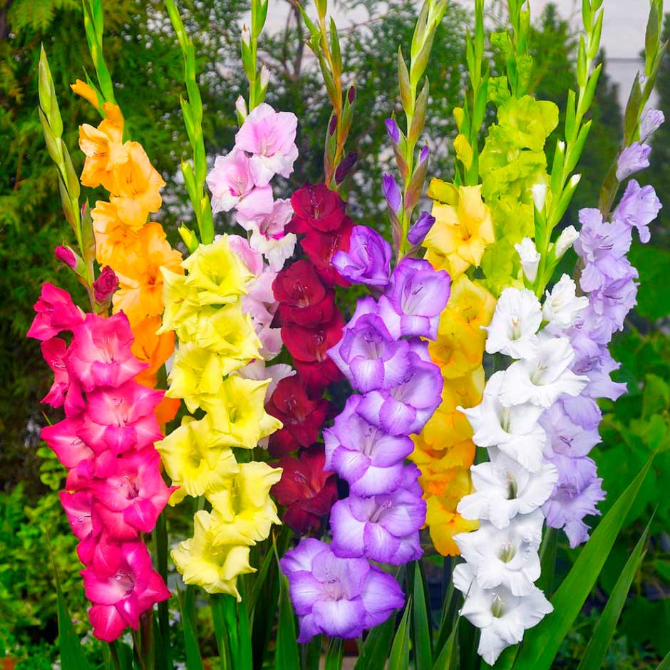  South Western Floral - Gladiolus