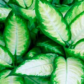 green plants - south western floral
