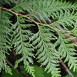  South Western Floral - BC Cedar