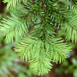  South Western Floral - BC Silver Fir