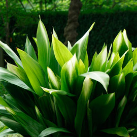  South Western Floral - Aspidistra