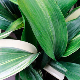  South Western Floral - Aspidistra - Varigated