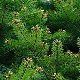  South Western Floral - BC Silver Fir