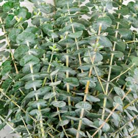  South Western Floral - Eucalyptus - Baby