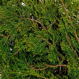  South Western Floral - Gold Tipped Cedar
