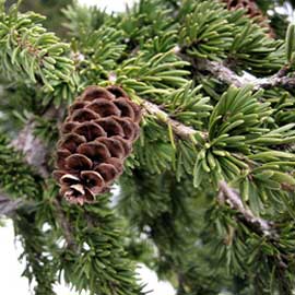  South Western Floral - BC Doug Fir/Hemlock