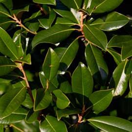  South Western Floral - Magnolia Large