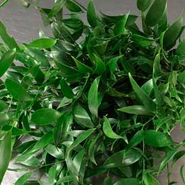  South Western Floral - Ruscus - Italian