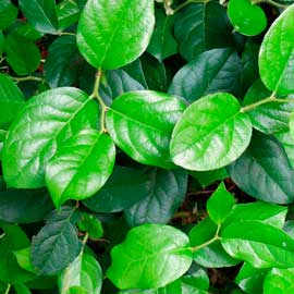 South Western Floral - Salal