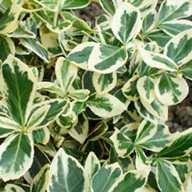  South Western Floral - Tennifolia/Silver Queen