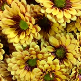  South Western Floral - Bronze Berlitz