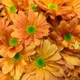  South Western Floral - Bronze Daisy