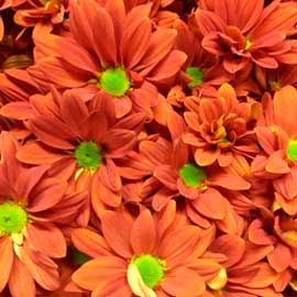  South Western Floral - Dark Papaya