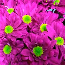  South Western Floral - Pink Daisy