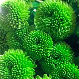 South Western Floral - Kiwi