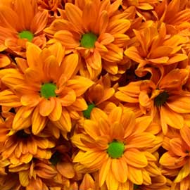  South Western Floral - Orange Papaya