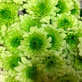  South Western Floral - Osorno