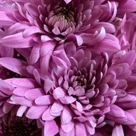  South Western Floral - Pink Flat