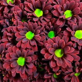  South Western Floral - Red Daisy