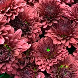  South Western Floral - Red Flat