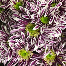  South Western Floral - Saba