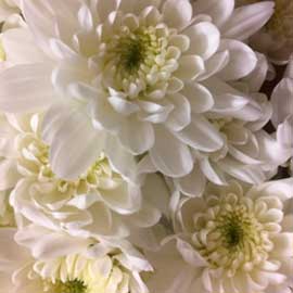 South Western Floral - White Flat