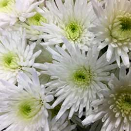  South Western Floral - White Spider