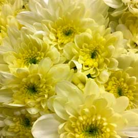  South Western Floral - Yellow Flat