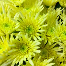  South Western Floral - Yellow Spider