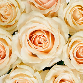  cut flowers - south western floral