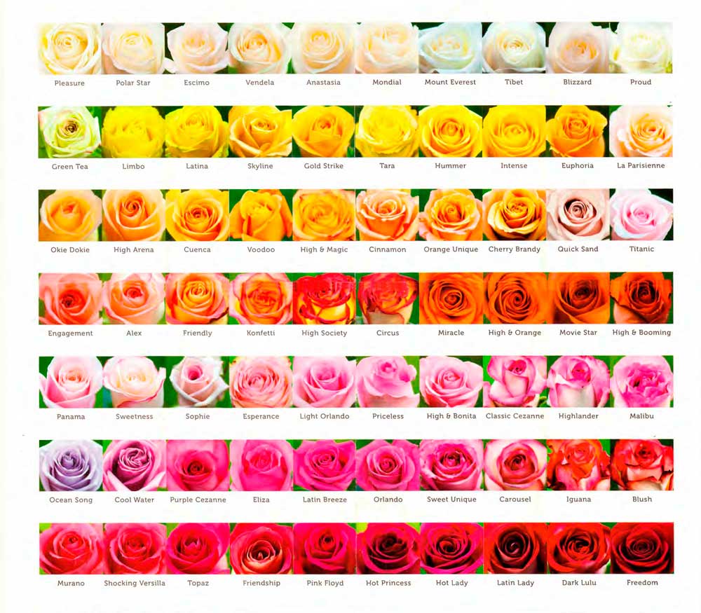  South Western Floral - Roses