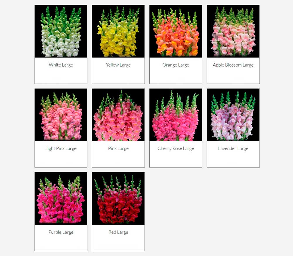  South Western Floral - Snapdragons