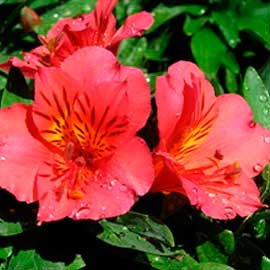  South Western Floral - Alstromeria