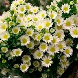  South Western Floral - Asters