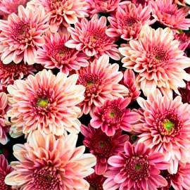  South Western Floral - Chrysanthemums