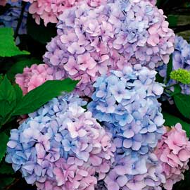  South Western Floral - hydrangeas