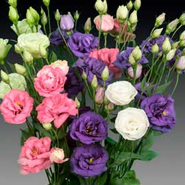  South Western Floral - Snap Dragons