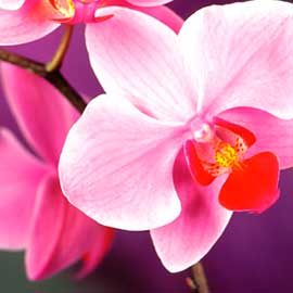  South Western Floral - Orchid