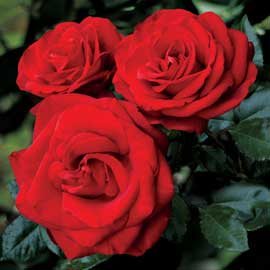  South Western Floral - Roses